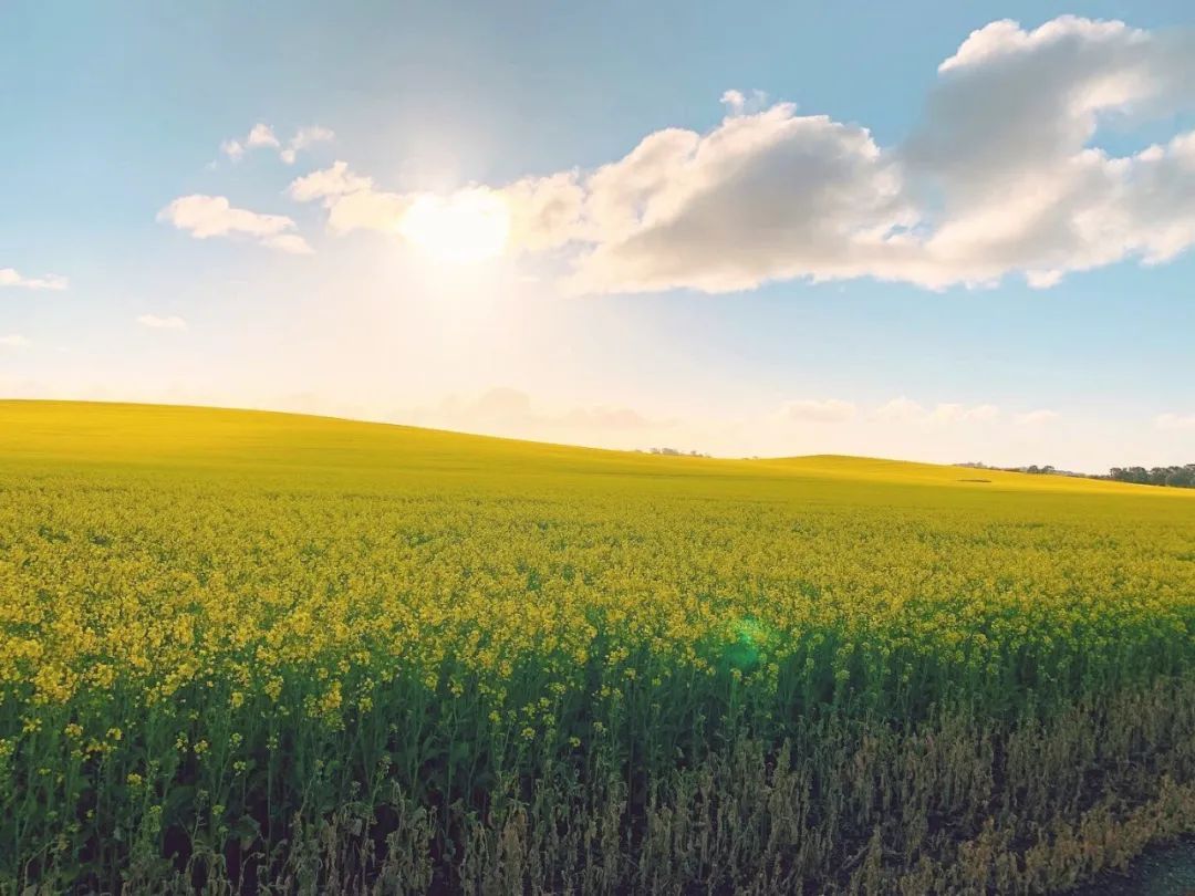 饮食“长寿密码”:4种营养素缺一不可,就藏在这些食物里 饮食“长寿密码”:4种营养素缺一不可,就藏在这些食物里