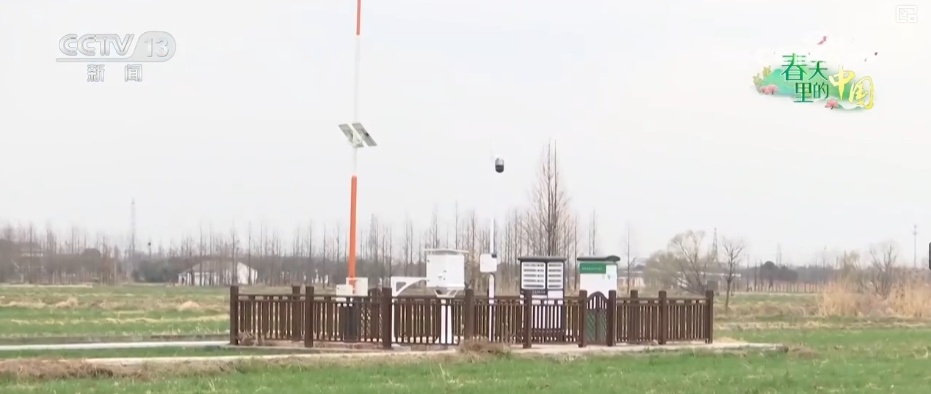 农业生产向“智”向“新” “太空紫云英”化为春泥助春耕 农业生产向“智”向“新” “太空紫云英”化为春泥助春耕