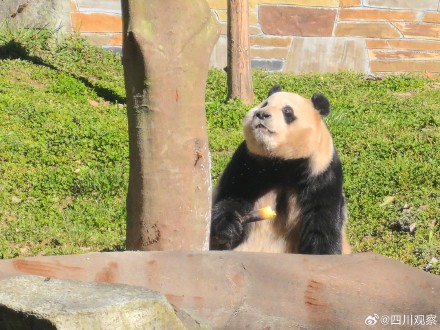 福宝再次亮相人气不减