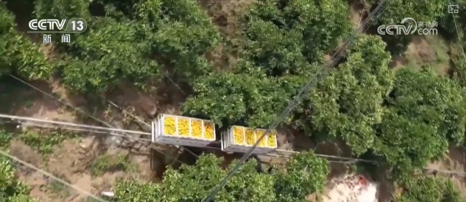 坐“火车”乘“飞机” 科技赋能脐橙“跑”上公路出山 坐“火车”乘“飞机” 科技赋能脐橙“跑”上公路出山