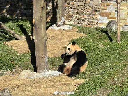 福宝复展从炫笋笋开始