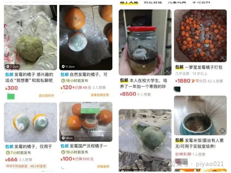 发霉的橘子一只能卖300元？有价无市背后，谁在哗众取宠