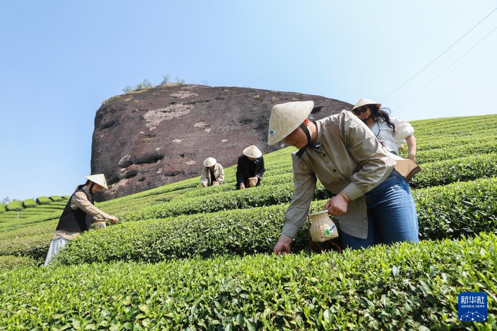 浙江武义：有机茶乡春季茶旅融合促消费
