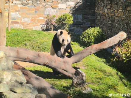 福宝再次亮相人气不减