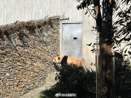 福宝复展第一张照片来了！