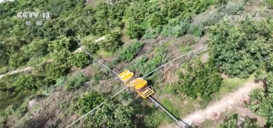坐“火车”乘“飞机” 科技赋能脐橙“跑”上公路出山 坐“火车”乘“飞机” 科技赋能脐橙“跑”上公路出山