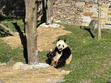 福宝复展从炫笋笋开始