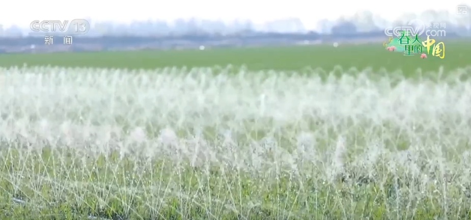 农业生产向“智”向“新” “太空紫云英”化为春泥助春耕 农业生产向“智”向“新” “太空紫云英”化为春泥助春耕