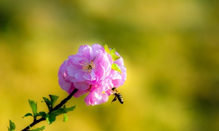 缤纷三月天，桃花朵朵开!