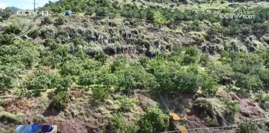 坐“火车”乘“飞机” 科技赋能脐橙“跑”上公路出山 坐“火车”乘“飞机” 科技赋能脐橙“跑”上公路出山