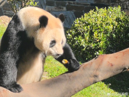 福宝再次亮相人气不减