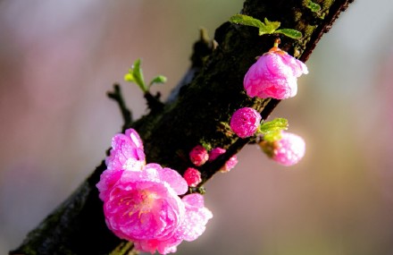 缤纷三月天，桃花朵朵开!