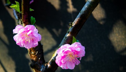 缤纷三月天，桃花朵朵开!