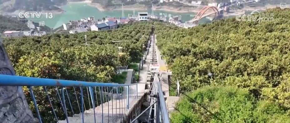 坐“火车”乘“飞机” 科技赋能脐橙“跑”上公路出山 坐“火车”乘“飞机” 科技赋能脐橙“跑”上公路出山