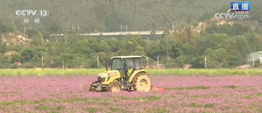 农业生产向“智”向“新” “太空紫云英”化为春泥助春耕 农业生产向“智”向“新” “太空紫云英”化为春泥助春耕