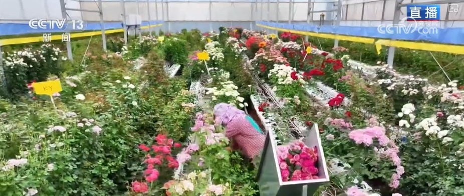 RCEP赋能抢“鲜”生意竞速跑 “土特产”凭实力“圈粉”海外 RCEP赋能抢“鲜”生意竞速跑 “土特产”凭实力“圈粉”海外