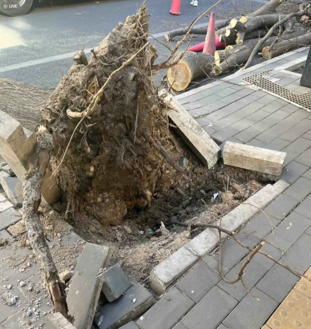 预警升级，北京阵风可达10级以上！已有树被刮倒