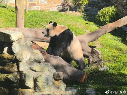 福宝再次亮相人气不减