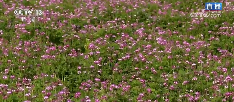 农业生产向“智”向“新” “太空紫云英”化为春泥助春耕 农业生产向“智”向“新” “太空紫云英”化为春泥助春耕