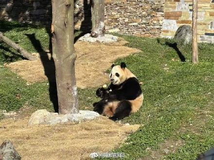 福宝复展从炫笋笋开始