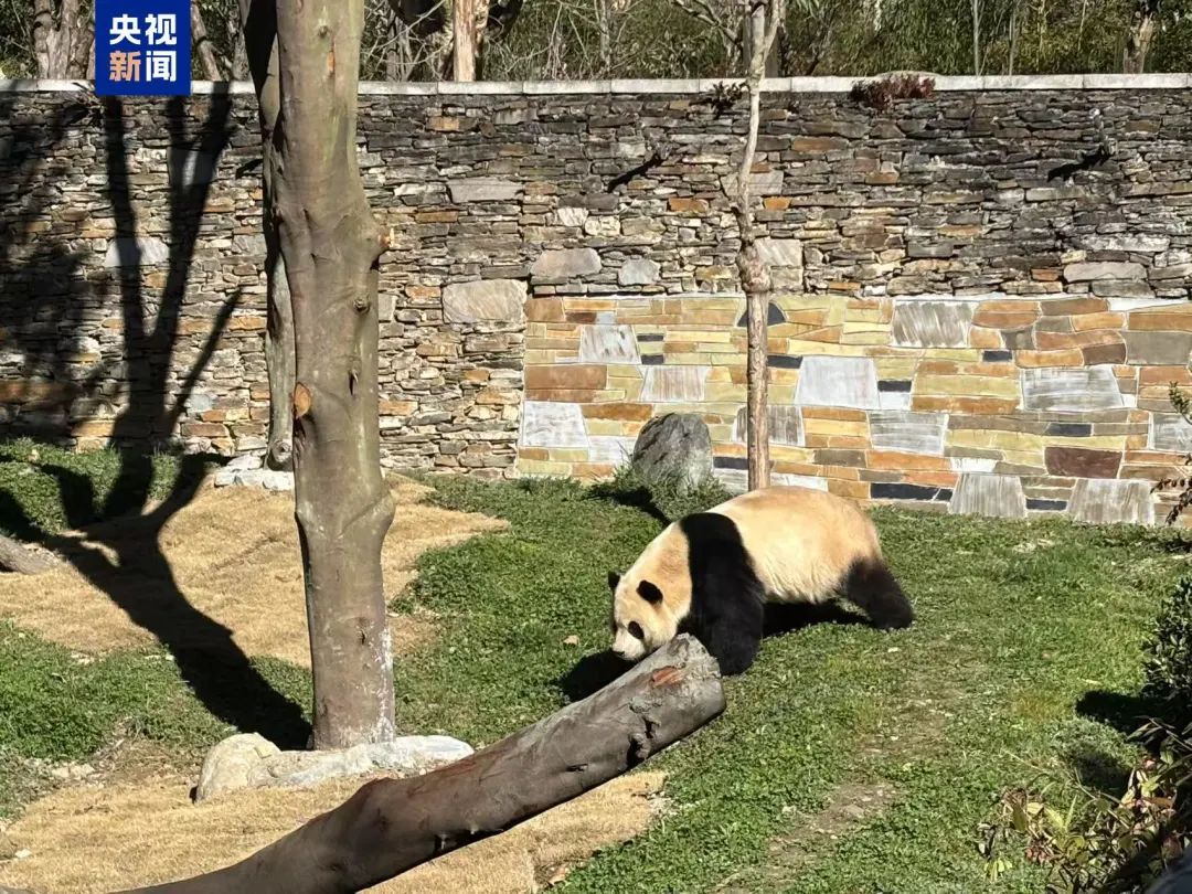 顶流复出，网友沸了！此前异常健康状况引发担忧