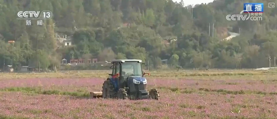 农业生产向“智”向“新” “太空紫云英”化为春泥助春耕 农业生产向“智”向“新” “太空紫云英”化为春泥助春耕