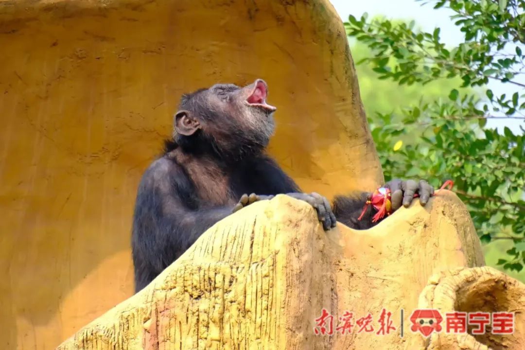 大猩猩会抛绣球“唱山歌”，就在南宁这里
