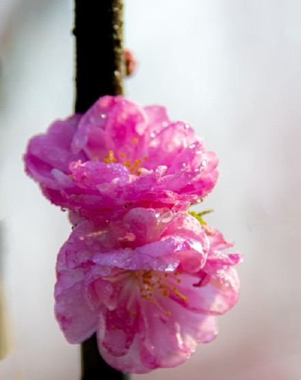 缤纷三月天，桃花朵朵开!