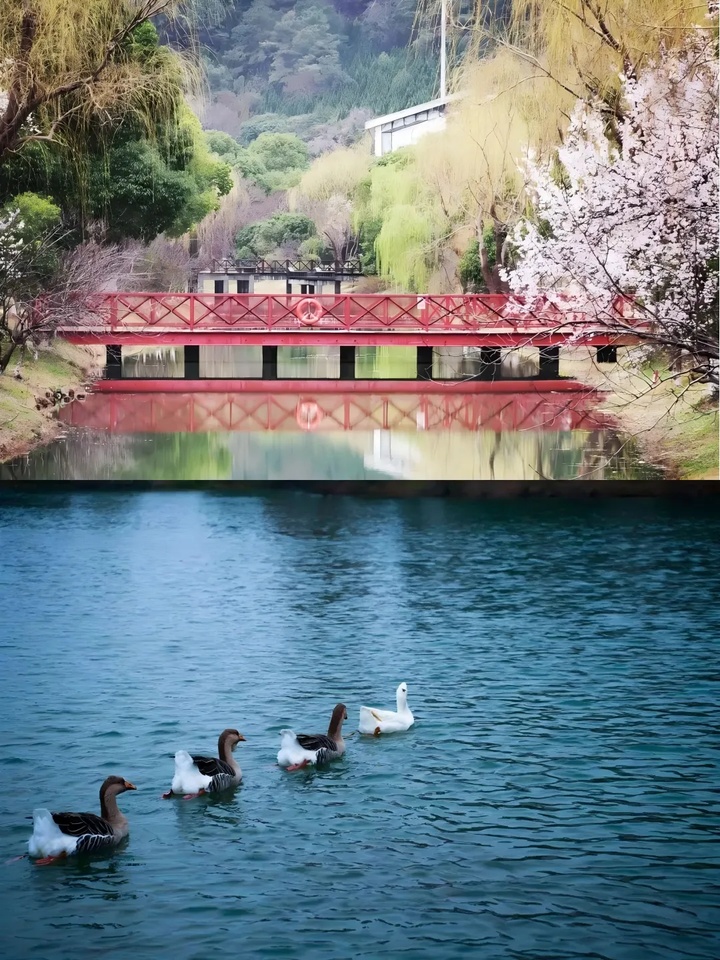 苏州的“校花”，美翻了！