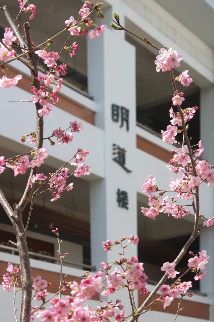 苏州的“校花”，美翻了！