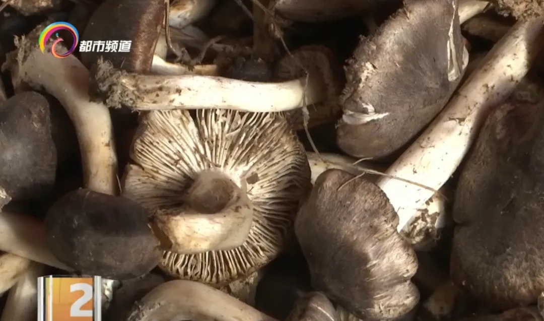 味道像鸡枞，价格很便宜！这种野生菌已上市