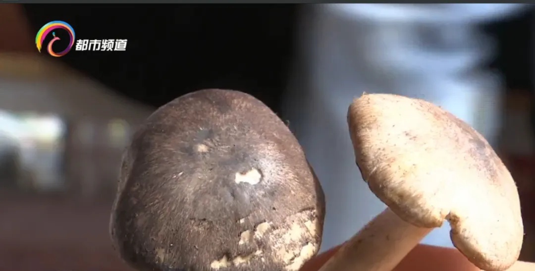 味道像鸡枞，价格很便宜！这种野生菌已上市