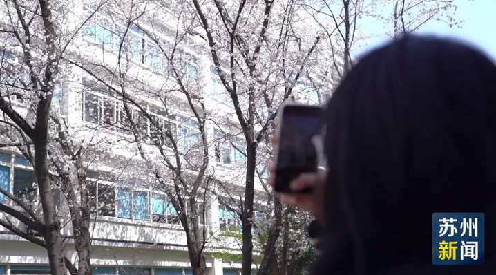 苏州的“校花”，美翻了！