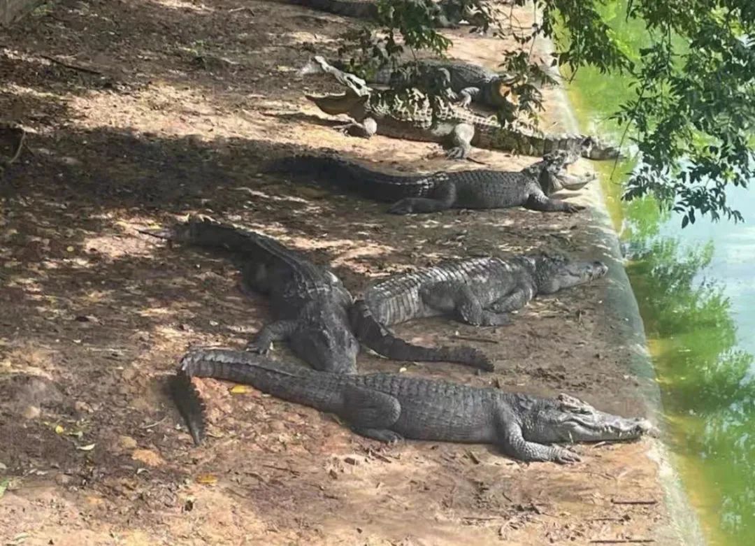 100吨活鳄鱼起拍价400万！需“上门提货”