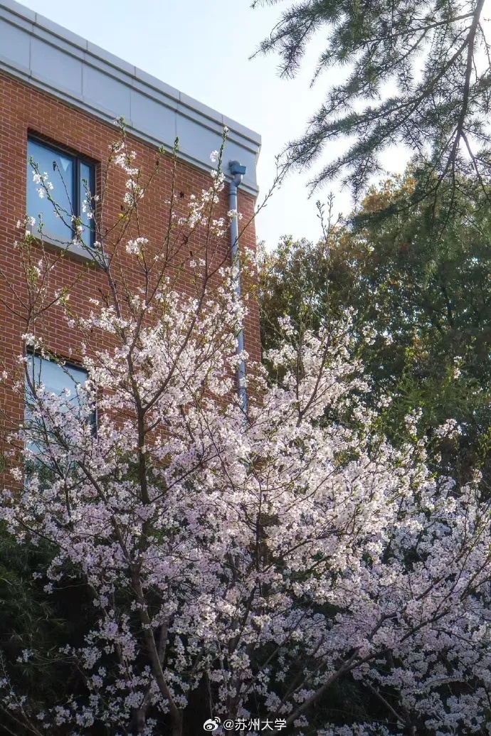 苏州的“校花”，美翻了！