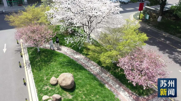 苏州的“校花”，美翻了！