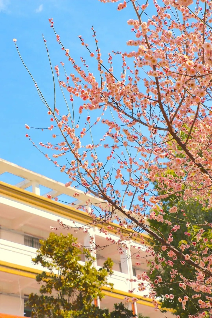 苏州的“校花”，美翻了！