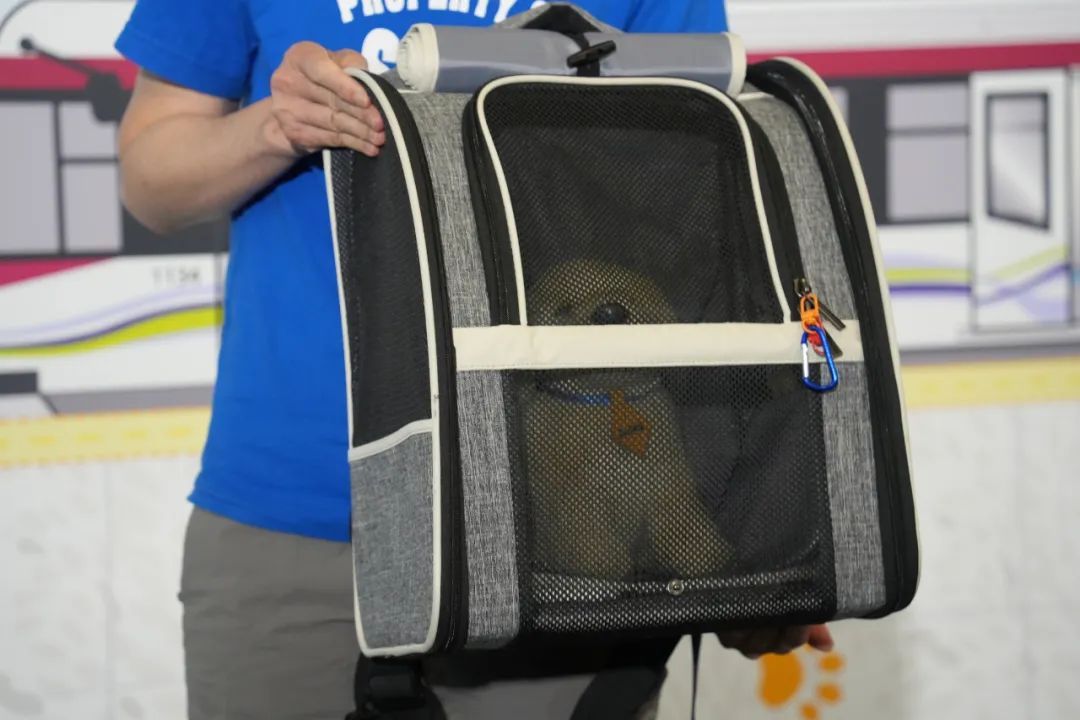 5月起,乘港铁可带宠物了 5月起,乘港铁可带宠物了