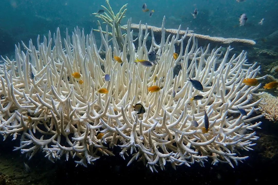 全球升温首次突破1.5°C,人类真的失败了吗? 全球升温首次突破1.5°C,人类真的失败了吗?