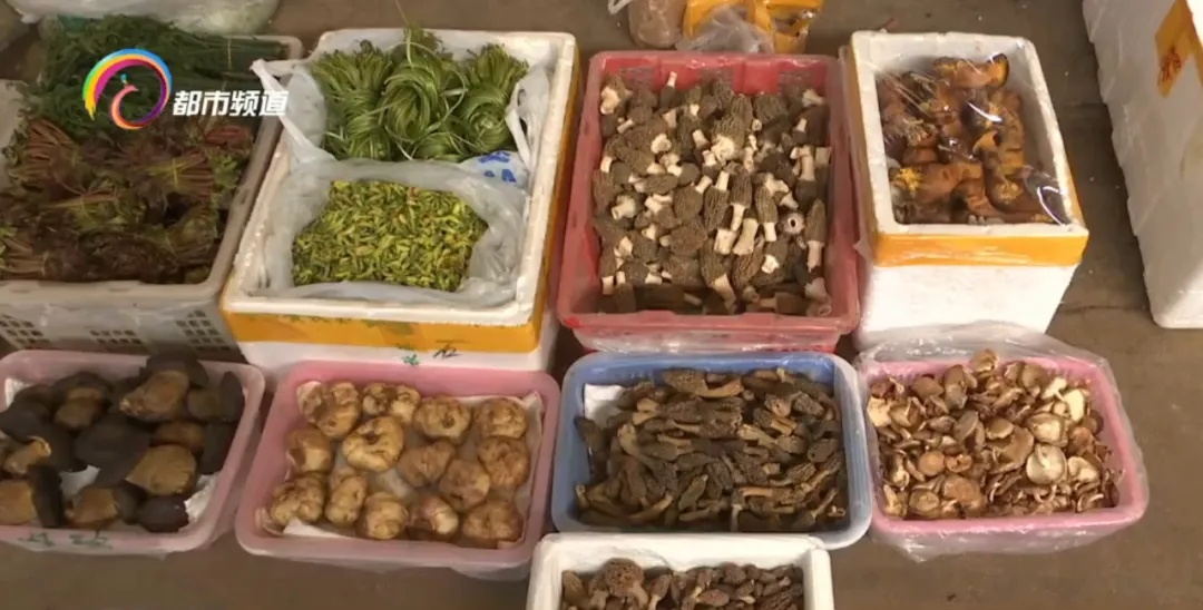 味道像鸡枞，价格很便宜！这种野生菌已上市