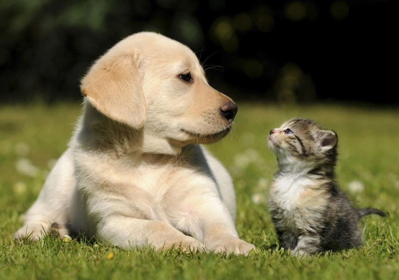 5月起,乘港铁可带宠物了 5月起,乘港铁可带宠物了