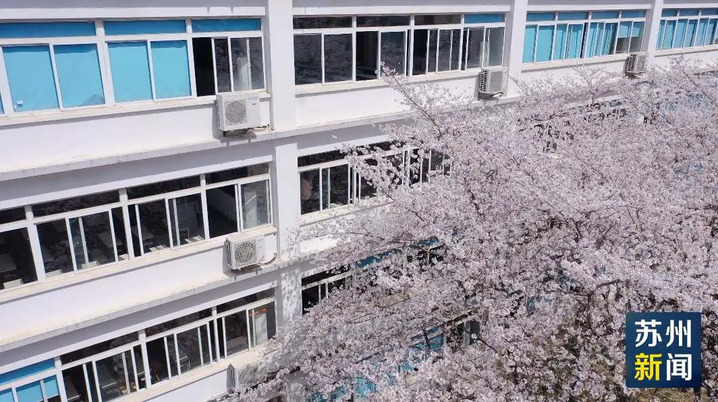 苏州的“校花”，美翻了！