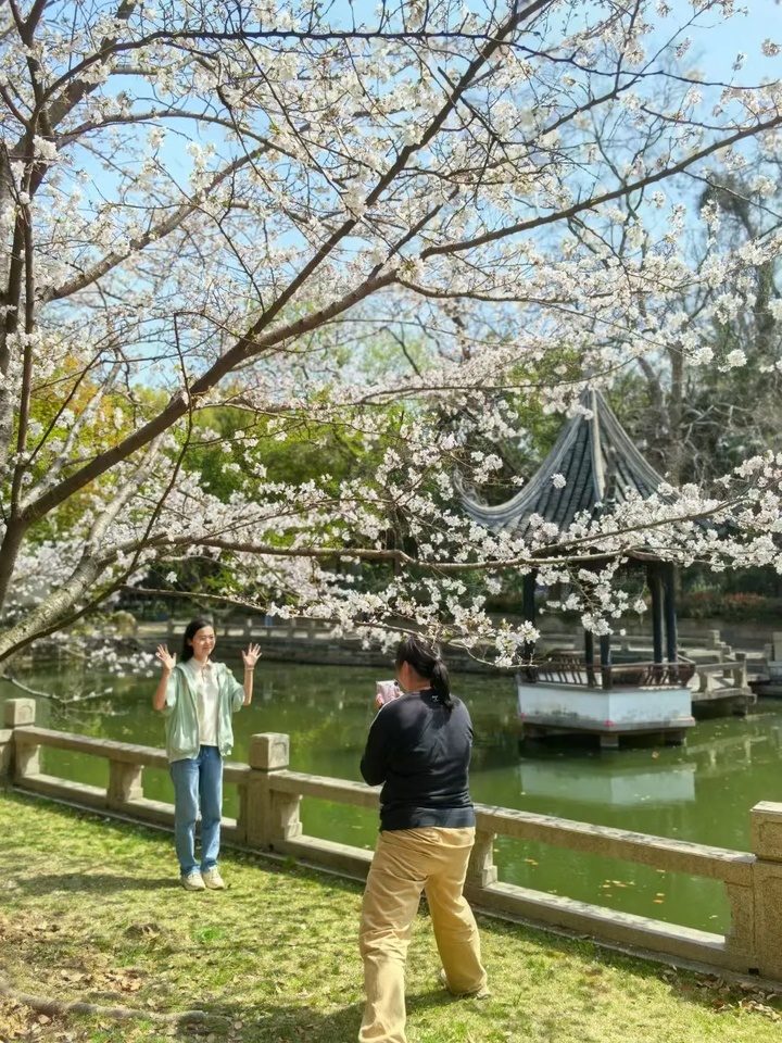 苏州的“校花”，美翻了！
