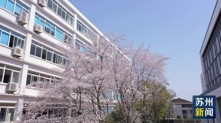 苏州的“校花”，美翻了！