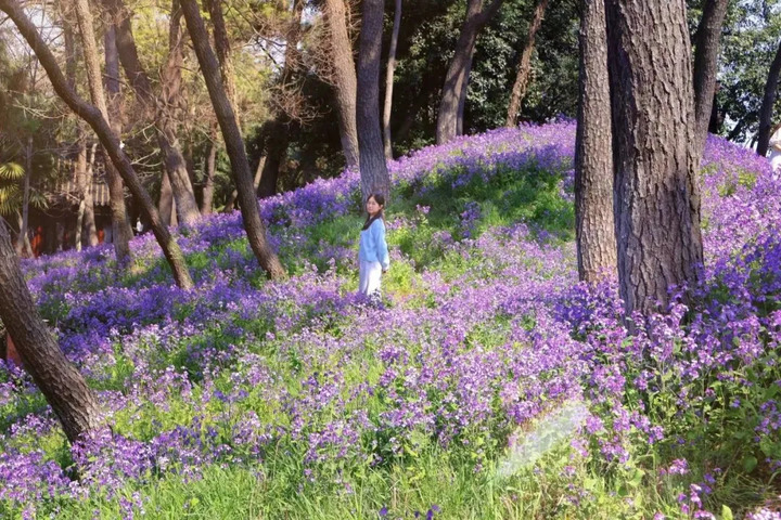 苏州的“校花”，美翻了！