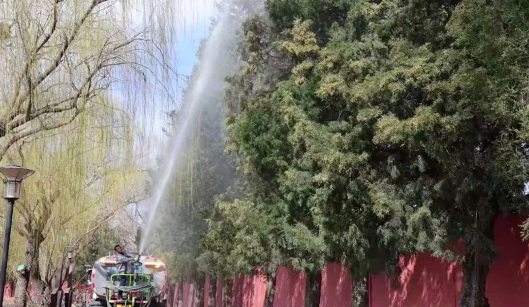 北京圆柏花粉“似扬沙”!“过敏头子”为什么不能砍? 北京圆柏花粉“似扬沙”!“过敏头子”为什么不能砍?