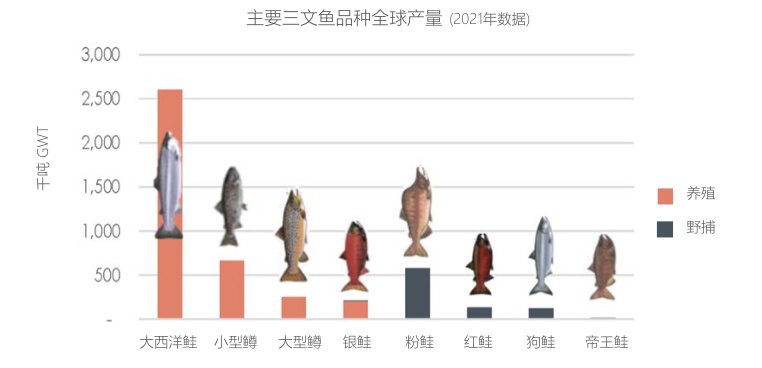 真假三文鱼！你吃的是真正的三文鱼吗？