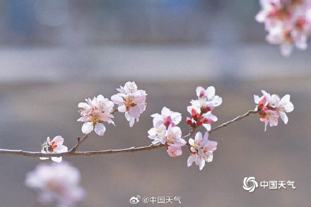 春来早！北京已于3月19日跑步入春 较常年偏早一周