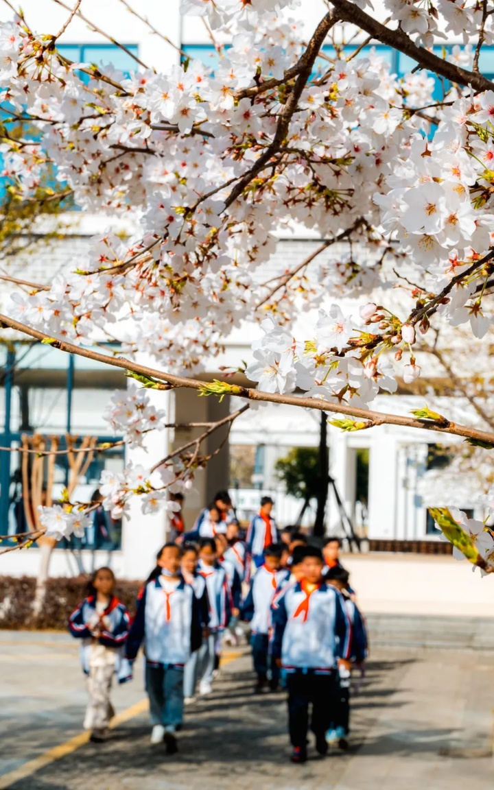 苏州的“校花”，美翻了！