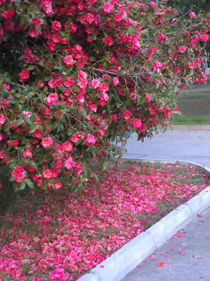 苏州的“校花”，美翻了！